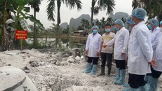 Hà Nội đã có 17 xã, phường không phát sinh dịch tả lợn châu Phi