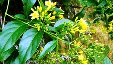 Bị cấm yêu đôi nam nữ vào rừng ăn lá ngón tự tử