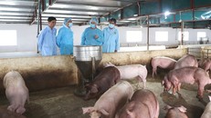 'Không có chuyện do lợn chết hết rồi nên dịch giảm'