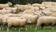 Lai tạo những động vật mới thải ít khí nhà kính 