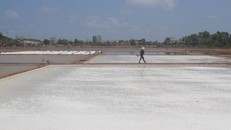 “Nghề làm muối ở Bạc Liêu” trở thành Di sản văn hóa phi vật thể quốc gia