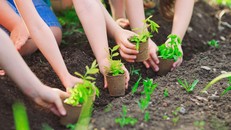 Năm 2021, cả nước sẽ trồng thêm khoảng 182 triệu cây xanh