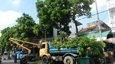Hà Nội cắt tỉa hơn 70.000 cây xanh để đảm bảo an toàn mùa mưa bão