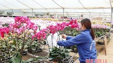 Chăm sóc hoa lan tại Công ty cổ phần hoa Nhiệt đới, xã Đông Sang, huyện Mộc Châu. 