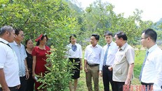 Giáo sư Nguyễn Lân Hùng, Phó Chủ tịch Hiệp hội Mắc ca Việt Nam trao đổi với nông dân Sơn La cách trồng, chăm sóc mắc ca.