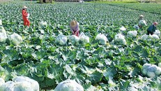 Thu hoạch rau ở HTX rau an toàn tự nhiên, xã Đông Sang, huyện Mộc Châu