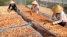 Nghề làm tôm khô Cà Mau là Di sản Văn hóa phi vật thể quốc gia