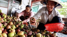 Xuất khẩu rau quả của Việt Nam tăng cao kỷ lục năm 2023