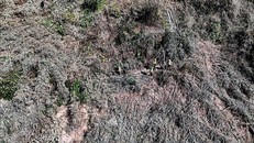 Hiện trường vụ phá rừng trên lâm phần được giao cho Ban Quản lý rừng phòng hộ Đắk R’măng (trực thuộc Sở Nông nghiệp và Phát triển nông thôn Đắk Nông). Ảnh: TTXVN