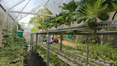 Gieo trồng rau và ngồi chờ… thu hoạch