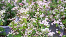 Tam giác mạch được trồng trong chậu bên Bờ Hồ.