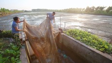 Mỗi dịp tháng 10 âm lịch, người nông dân sinh sống ven đê sông Thái Bình (huyện Tứ Kỳ, Hải Dương) lại mất ăn mất ngủ để thu lượm lộc trời. Đặc sản nức tiếng của vùng đất này là con rươi - sinh vật thân mềm được nhiều thực khách săn đón như một thứ đặc sản