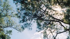 Những ánh mai chiếu rọi qua lùm cây tạo nên vẻ đẹp mộng mơ của mảnh đất ngàn hoa.