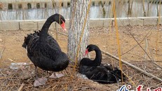 Mất trứng, cặp đôi thiên nga bỏ ăn. Ảnh: 1545ts.