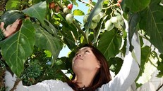 Chị Thủy bên cây cà chua thân gỗ Tamarillo.