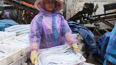 Cá hố sau khi đưa vào cảng đều được thương lái mua ngay. Ảnh: P.H.