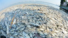 Cá chết ở hồ Tây tháng 12/2016.