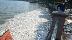 Hình ảnh cá chết ở hồ Tây