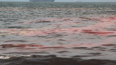 Vệt nước đỏ trên biển Nguyễn Tất Thành (Đà Nẵng) ngày 1/3.