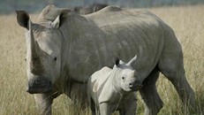  Tê giác trắng tại Nam Phi. Ảnh: rhinos-irf.org