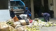 Hải quan cửa khẩu quốc tế Hà Tiên kiểm tra xoài nhập lậu vào Việt Nam. Ảnh: Nhật Tân.