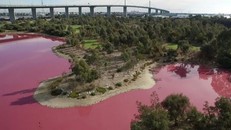 Nước hồ Aussie ở công viên Westgate, Australia chuyển sang màu hồng hoàn toàn là hiện tượng tự nhiên và xảy ra theo mùa. Ảnh: AFP.