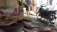 Số heo sữa bị bệnh và đã chết được phát hiện tại cơ sở của ông Trình.