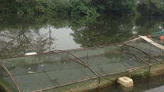 Cá lồng chết hàng loạt.