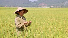 Người dân xã Mỹ Lộc buồn bã vì ruộng lúa bị nhiễm bệnh đạo ôn cổ bông.