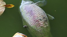 Hồ Gươm đang bị ô nhiễm nặng. Ảnh: Ngọc Thành.