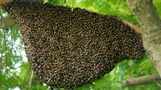 Hiện trường vụ cháy rừng.