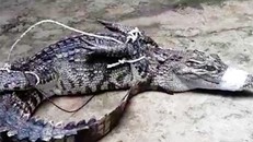 Cá sấu xuất hiện dưới kênh ở huyện Châu Thành A, Hậu Giang bị người dân bắt. Ảnh: Diễm Thúy.