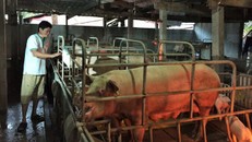 Ông Nguyễn Văn Bé Chín – Tổ phó Tổ hợp tác chăn nuôi heo Phước Sang (xã Cẩm Sơn, huyện Mỏ Cày Nam, tỉnh Bến Tre) chuồng heo khoảng 100 heo con, mỗi con có giá 1 triệu đồng.