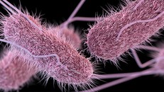 Salmonella sống trong đường tiêu hóa, gây ra các bệnh như thương hàn, phó thương hàn...Ảnh: CDC.
