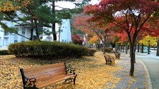 Hàn Quốc là điểm đến thu hút nhiều khách Việt dịp mùa thu.