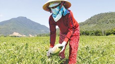 Bà con thôn Trường Định lâm cảnh trắng tay khi ruộng dưa gần tới ngày thu hoạch bị thối trái. Ảnh: Thanh Trần.