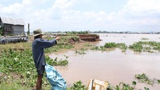 Đoạn sạt lở dài 200m, ăn sâu vào trong 100m tại ấp An Thành, xã Hòa An.