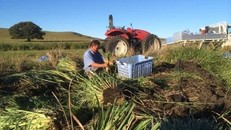 Ông Frank đang thu hoạch sả trong trang trại của mình. Ảnh: ABC