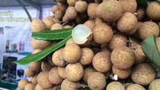 Nhãn lồng Hưng Yên là một trong 50 loại quả đặc sản của Việt Nam. Ảnh minh họa