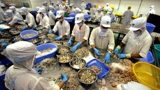 Hơn 1.000 công ty Việt Nam không thể xuất hàng vào Mỹ