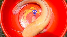 Cá trê "khủng" màu vàng rực được anh Hoàng Em câu bốn hôm trước. Ảnh: Hồng Duy.