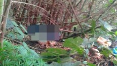 2 bố con bị cắt cổ khi đi tìm mật ong rừng