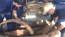 Tiêu hủy hơn 2 tấn ngà voi và 70 kg sừng tê giác