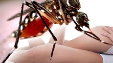 Virus Zika có thể lây truyền qua đường tình dục. Ảnh: Conceptnewscentral.