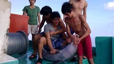 5 ngư dân trèo lên mình cá heo để đùa giỡn. Ảnh: Facebook.