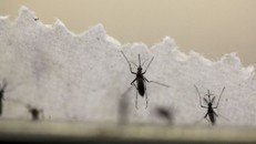 Muỗi Aedes aegypti trong phòng thí nghiệm của Trung tâm Kiểm soát và Ngăn ngừa Dịch bệnh Mỹ. Ảnh: Reuters.