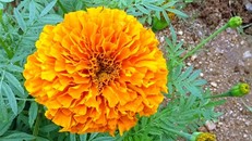 Hoa cúc vạn thọ có khả năng kháng virus HIV và ung thư