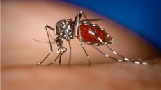 Số người Sài Gòn nhiễm virus Zika tăng lên 46