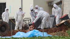 Cơ quan chức năng tiêu hủy gia cầm tại trang trại phát hiện virus cúm H5N6 ở Haenam, miền nam Hàn Quốc hôm 17/11. Ảnh: Yonhap/Reuters.