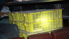 Một trong số rắn hổ mang trên xe.